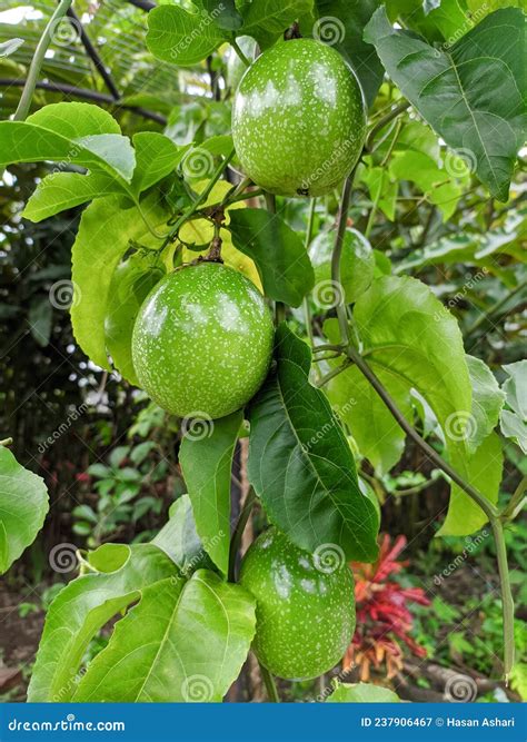 Unripe Passion Fruit On The Tree Passion Fruit Belongs To The Genus