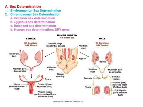 Ppt A Sex Determination Environmental Sex Determination Chromosomal Sex Determination