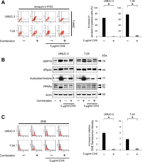 Endoplasmic reticulum stress induction is also an important mechanism ...