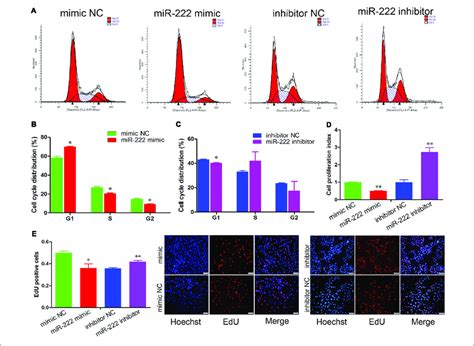 Mir Represses Immature Porcine Sertoli Cell Proliferation A