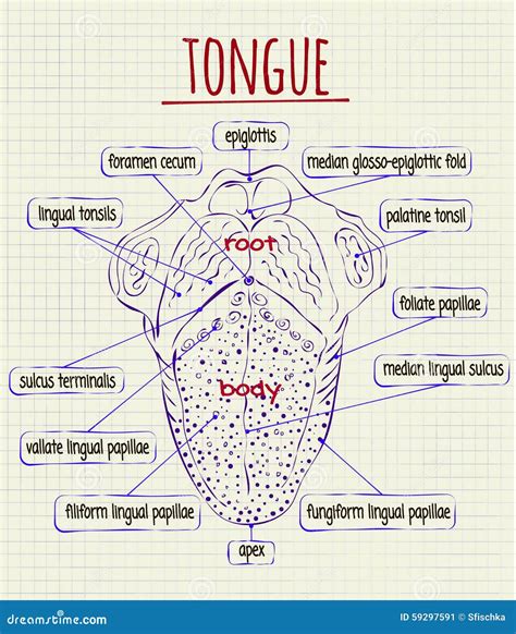 Diagram Of The Anatomy Of Human Tongue Stock Vector Illustration Of