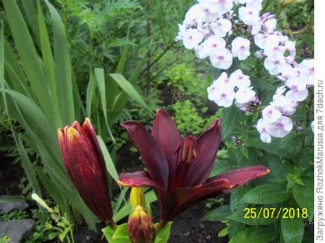 Черные лилии: сорта, фото