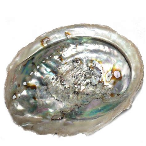 Abalone Muschel Natur 8 9 Cm Abalone Cleopatra S Duft Oase