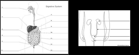 6 Digestive Urinary Systems Diagram Quizlet