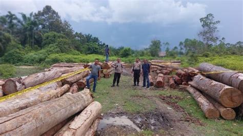 Maraknya Perambahan Hutan 215 Tual Kayu Di Riau Jadi Barang Bukti