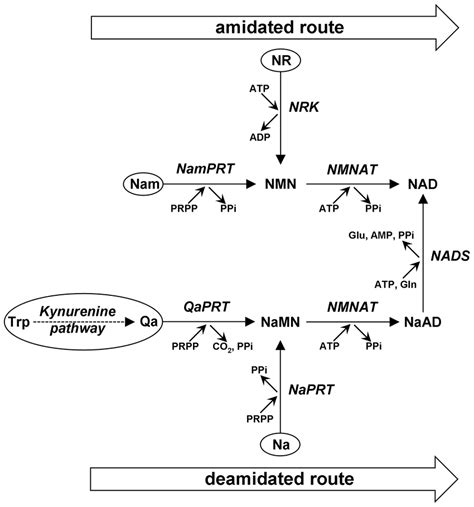 Metabolic Pathway Of NAD Biosynthesis In Mammals The Two Routes