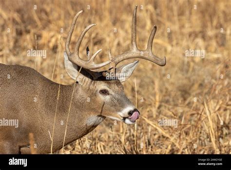 Whitetail Deer Buck in Fall Stock Photo - Alamy