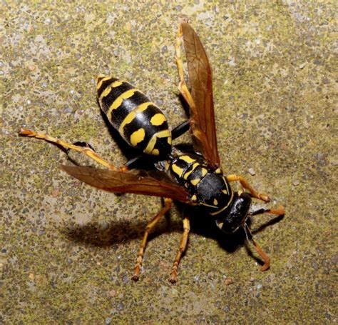 European Paper Wasp: Facts, Description, and Pictures