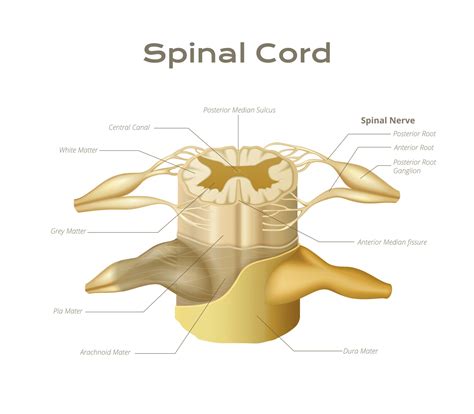 anatomic spinal cord infographics  vector art  vecteezy