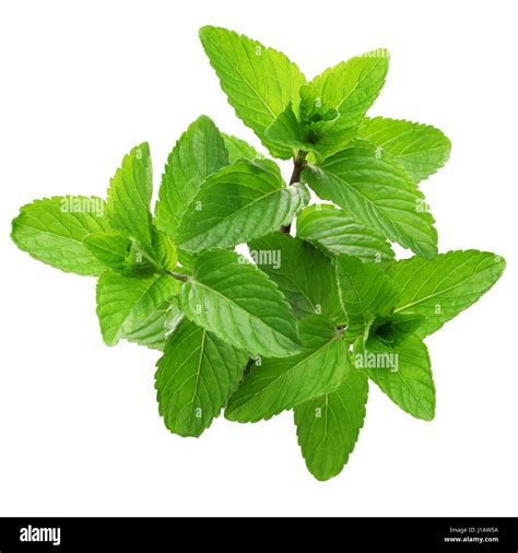 Yerba Buena Hierba Buena Mojito Mint Cuban Mint Stock Photo