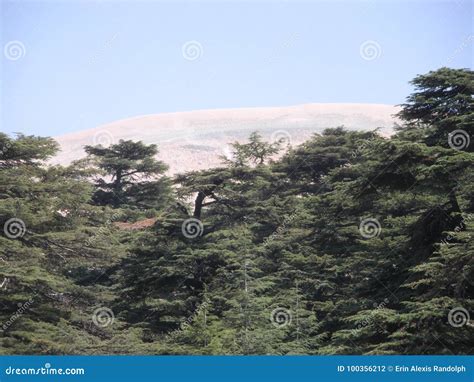 Cedars of Lebanon stock photo. Image of grove, bcharre - 100356212