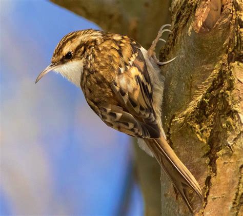 Treecreeper Birds Animals Bird