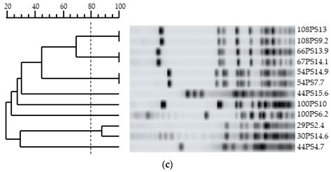 Microorganisms Free Full Text Isolation And Characterization Of