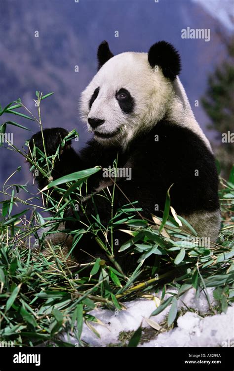 Giant panda Sichuan China Stock Photo - Alamy