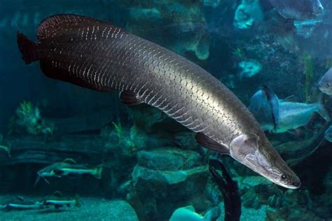 river monsters discover  biggest fish   amazon river   animals