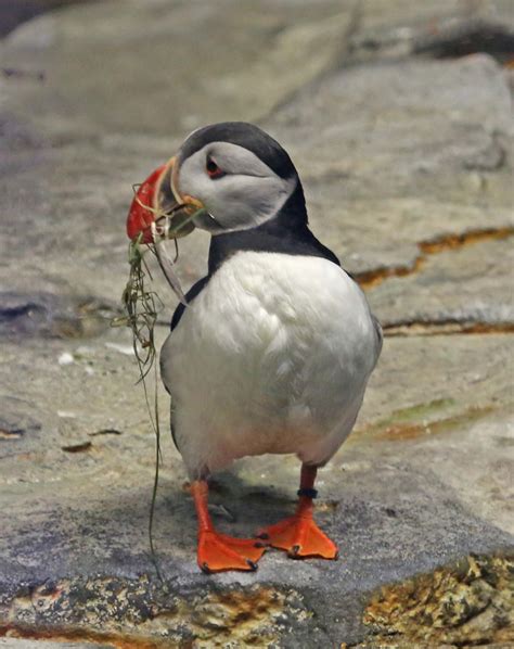 Pictures and information on Atlantic Puffin