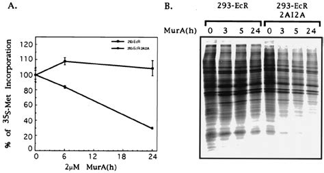 Expression Of A Protease Inhibits Host Cell Protein Synthesis