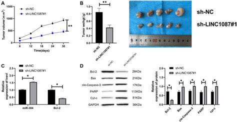 Knocking Down Linc Can Inhibit Tumor Growth In Nude Mice A