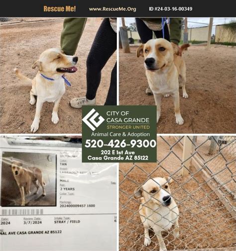 Adopt Lab Rescue Casa Grande Az