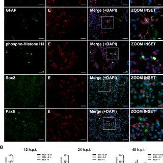 Mouse Neural Progenitor Cells Npcs Are Susceptible To Zikv Infection