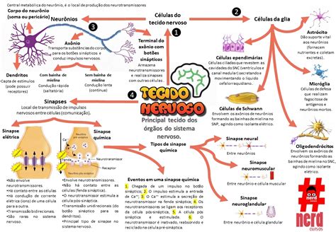 Mapa Mental Tecido Nervoso - Tecido Nervoso Mapa Mental - NAZAEDU