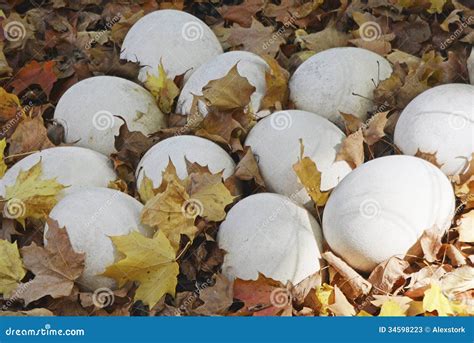 Ostrich Eggs stock image. Image of golden, eggs, large - 34598223