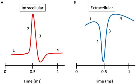 Frontiers Characterization Of Extracellular Spike Waveforms Recorded