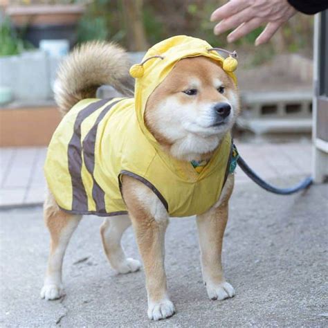 88 Shiba Inu Costume For Humans L2sanpiero