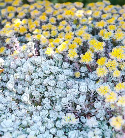 Sedum Spathulifolium Cape Blanco Broadleaf Stonecrop