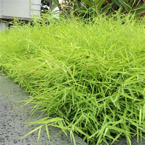 Bamboo Grass Bambusoideae Tooth Mountain Nursery