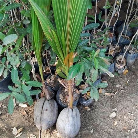 Jual Bibit Kelapa Dalam Siap Tanam Agro Bibit Id