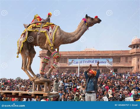 Camel Dancing During Camel Festival In Rajasthan State India Editorial