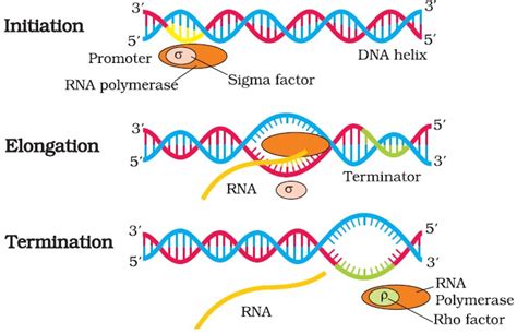 Molecular Basis Of Inheritance Notes Class 12 Part 5 Transcription