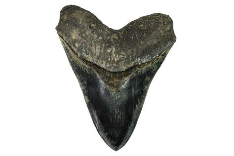 Serrated, 6.10" Fossil Megalodon Tooth - Indonesia (#279184) For Sale ...