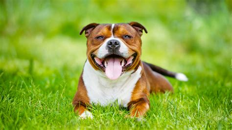 Wallpaper Id 984610 Snout Domestic Outdoors Dog Breed Bull