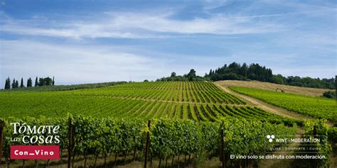 Tipos De Vino Variedades Y Clasificaci N Mejor Con Vino