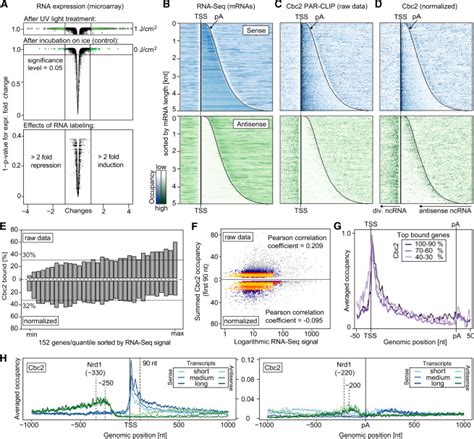 Transcriptome Maps Of Mrnp Biogenesis Factors Define Pre Mrna