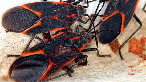 Black And Red Bugs Northern Colorado Noco Pest And Wildlife Control