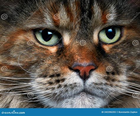 Close Up Of The Cat X27 S Muzzle Maine Coon Cat Stock Image Image