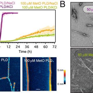 Meto Pld Forms Distinct Fibrillar Aggregates A Amyloid Aggregation