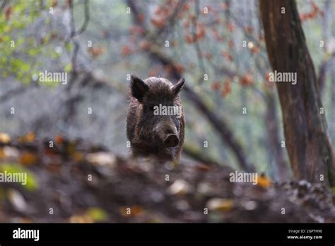 Wild boar sus scrofa in transylvanian forest . Wildlife in natural habitat Stock Photo - Alamy