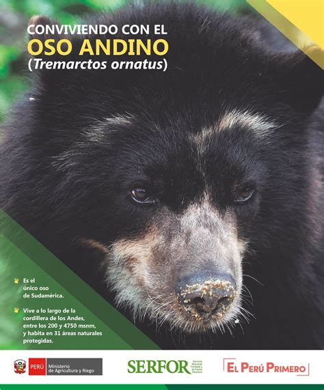 Repositorio Institucional Del SERFOR Conviviendo Con El Oso Andino