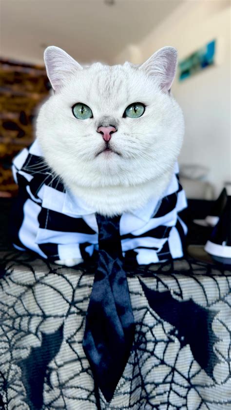 Cosmo Cat 🍸 (@cosmocatofficial) • Instagram photos and videos