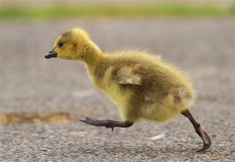 Animal Picture Collection: Goose And Gosling Pictures