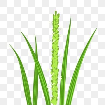 Rice Plant PNG Transparent Images Free Download | Vector Files | Pngtree