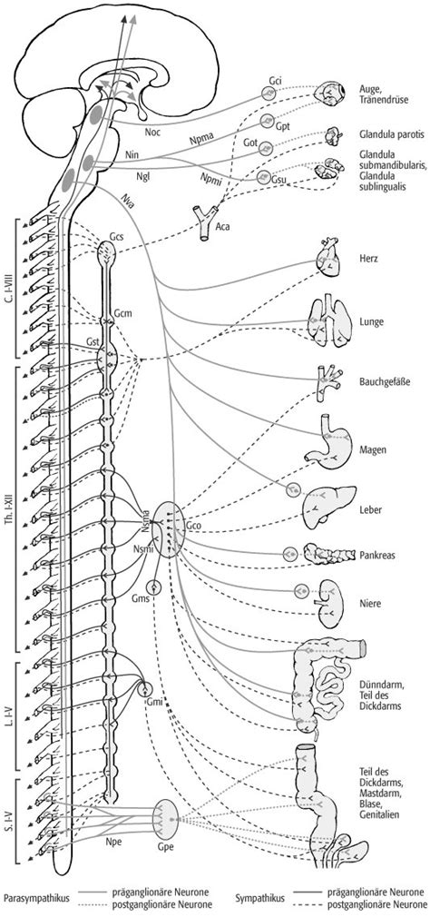 Vegetatives Nervensystem Lexikon Der Biologie