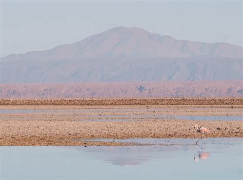 salar-de-atacama | There She Goes Again