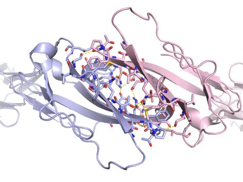 Hydrogen Bond Protein