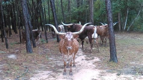 Longhorn Cattle at the ranch, Our longhorn cattle — Marty Zolton | Longhorn cattle, Longhorn, Cattle