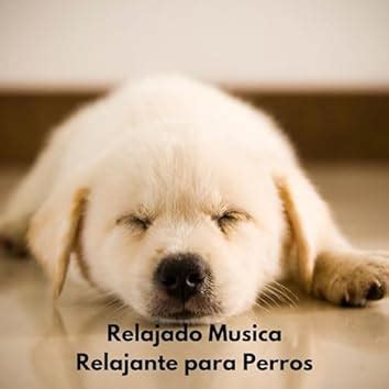 Relajado Musica Relajante Para Perros En Amazon Music Unlimited